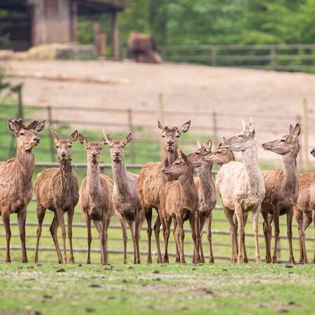 Rotwildherde im Wildpark Lüneburger Heide