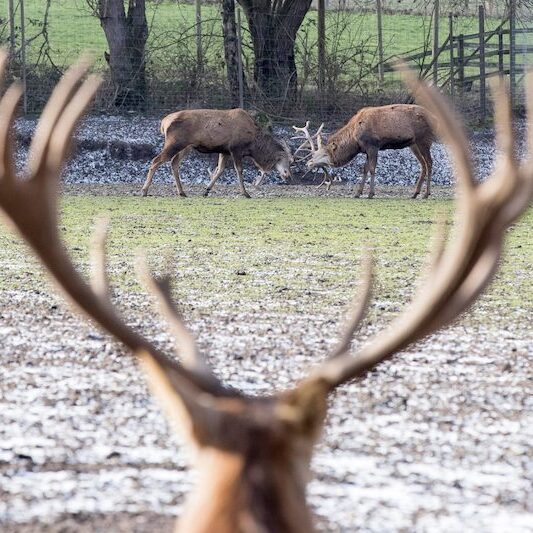 Blick durch das Geweih eines Rothirsches im Wildpark Lüneburger Heide