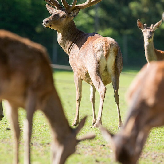 Prächtiger Rothirsch im Wildpark Lüneburger Heide
