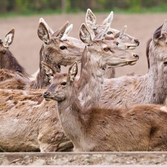Rotwild-Gehege im Wildpark Lüneburger Heide