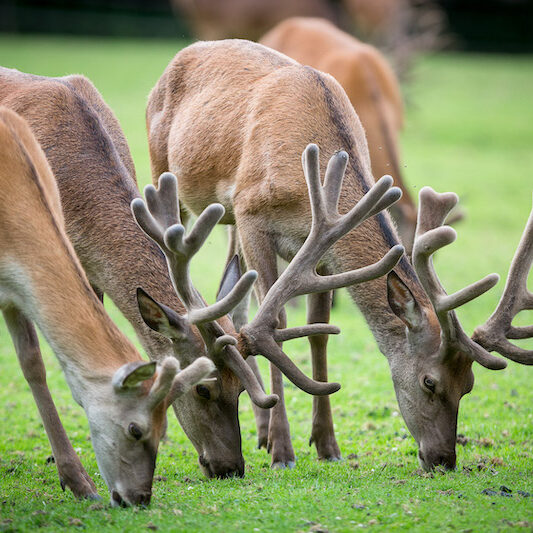 Äsendes Rotwild im Wildpark Lüneburger Heide
