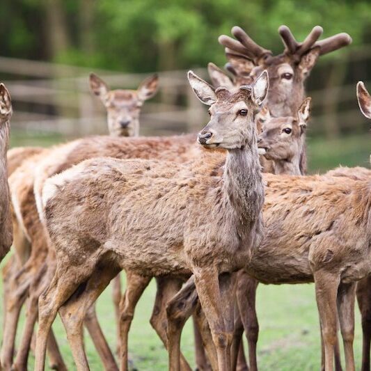 Rotwild im Wildpark Lüneburger Heide