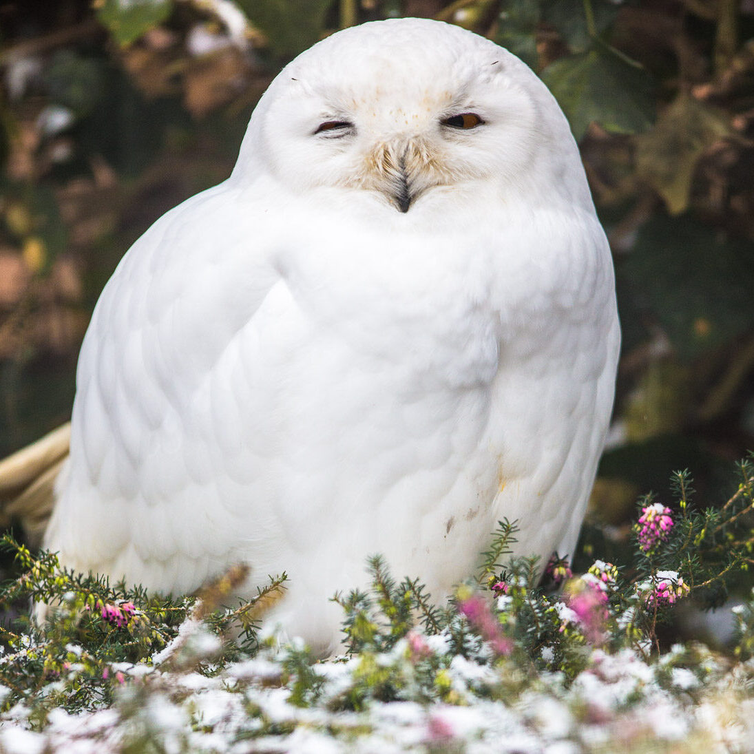 Sitzende Schneeeule im Wildpark Lüneburger Heide