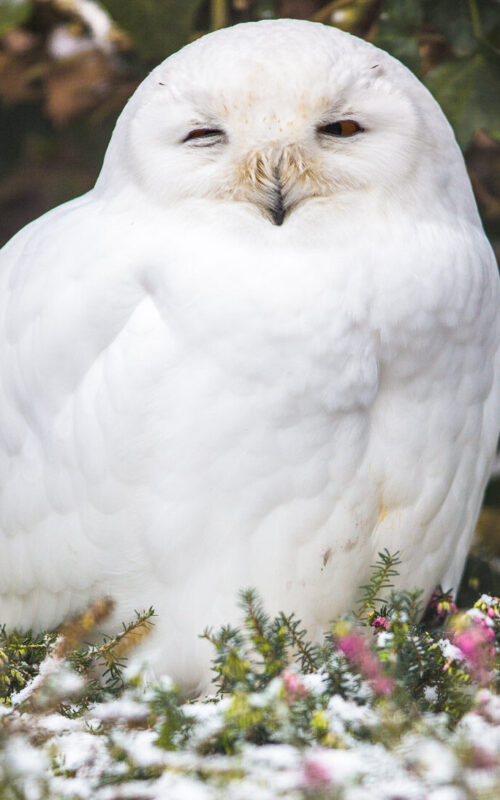 Sitzende Schneeeule im Wildpark Lüneburger Heide
