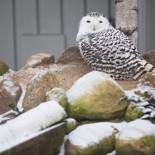 Auf Steinen sitzende Schneeeule im Wildpark Lüneburger Heide im Winter