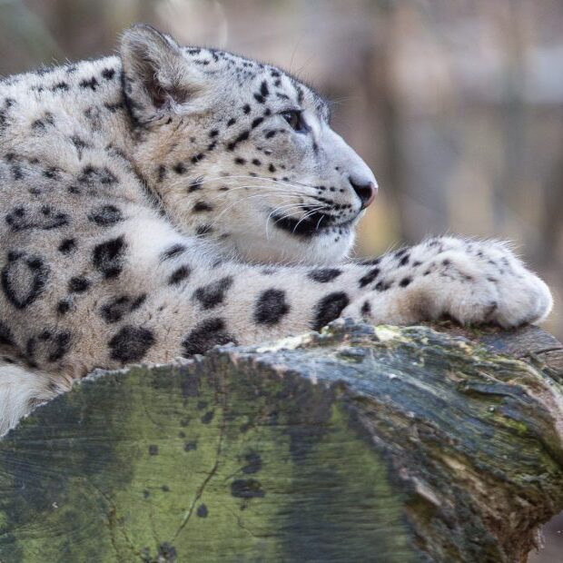 Profilaufnahme eines Schneeleoparden im Wildpark Lüneburger Heide