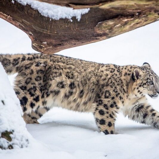 Schneeleopard im Wildpark Lüneburger Heide im Winter