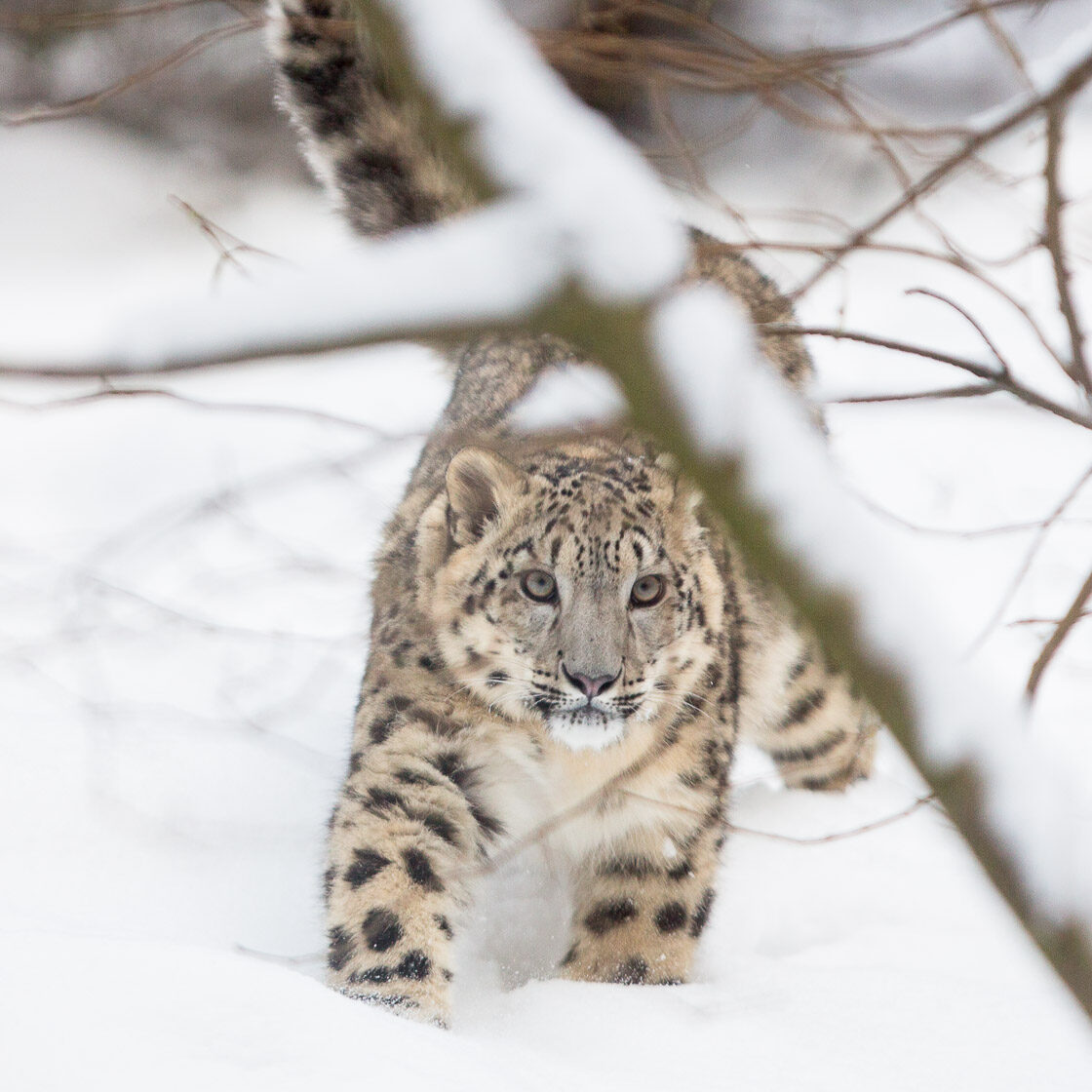 Schneeleopard bei Schnee im Wildpark Lüneburger Heide