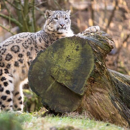 Schneeleopard auf Baumstamm im Wildpark Lüneburger Heide