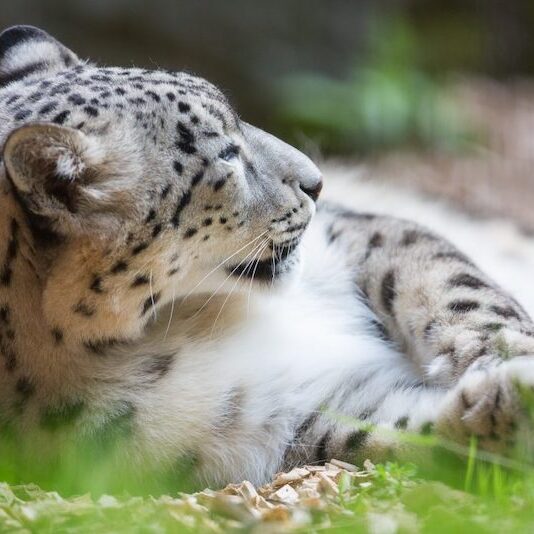 Entspannter Schneeleopard im Wildpark Lüneburger Heide