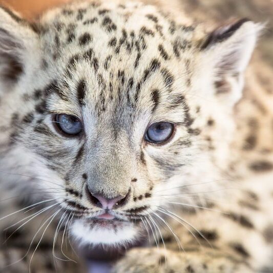 Schneeleopardenbaby im Wildpark Lüneburger Heide