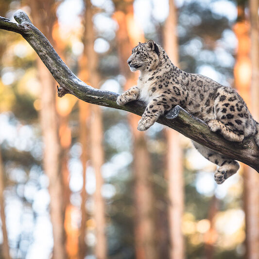 Schneeleopard auf Ast im Wildpark Lüneburger Heide