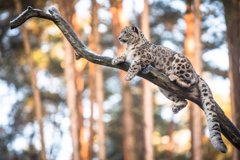 Schneeleopard auf Ast im Wildpark Lüneburger Heide