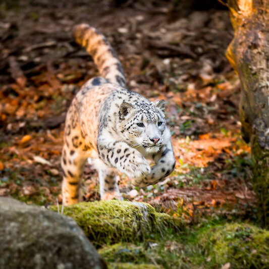 Springender Schneeleopard im Wildpark Lüneburger Heide