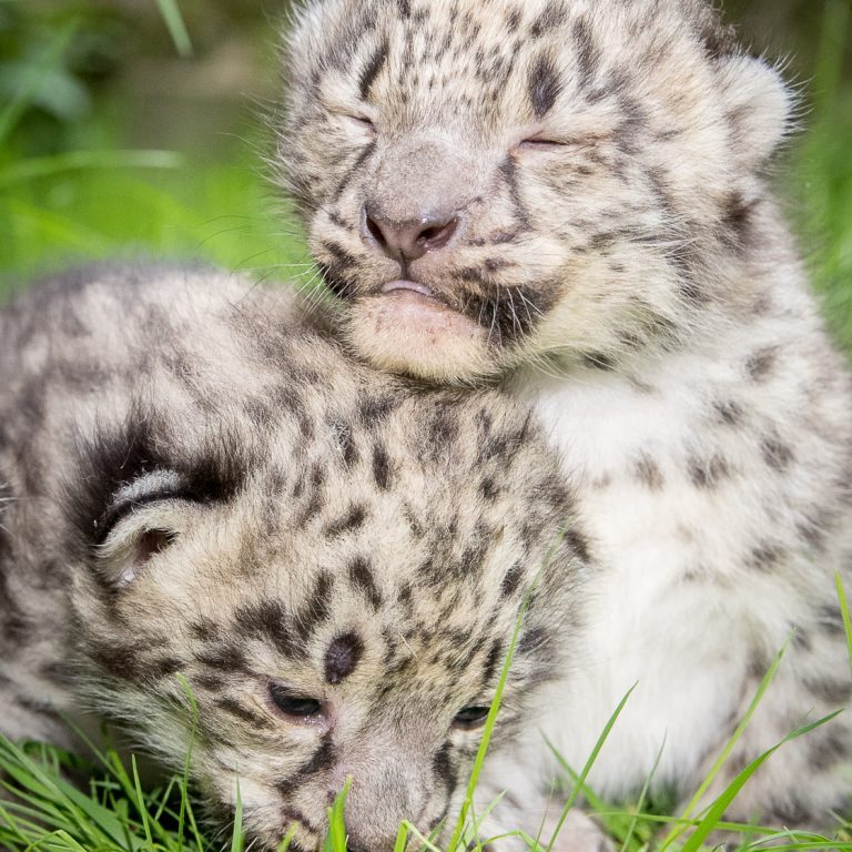Zwei Schneeleopardenbabys im Wildpark Lüneburger Heide