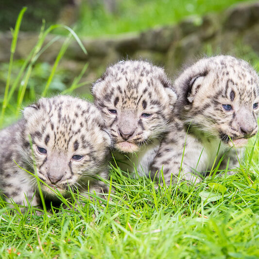 Frontalaufnahme dreier Schneeleopardenbabys im Wildpark Lüneburger Heide
