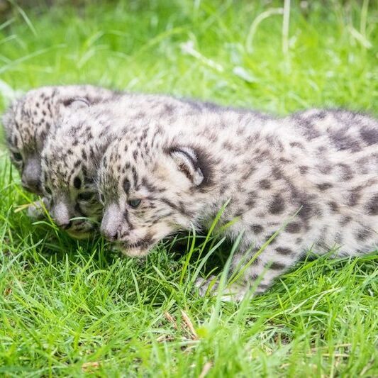 Drei Schneeleopardenbabys im Wildpark Lüneburger Heide