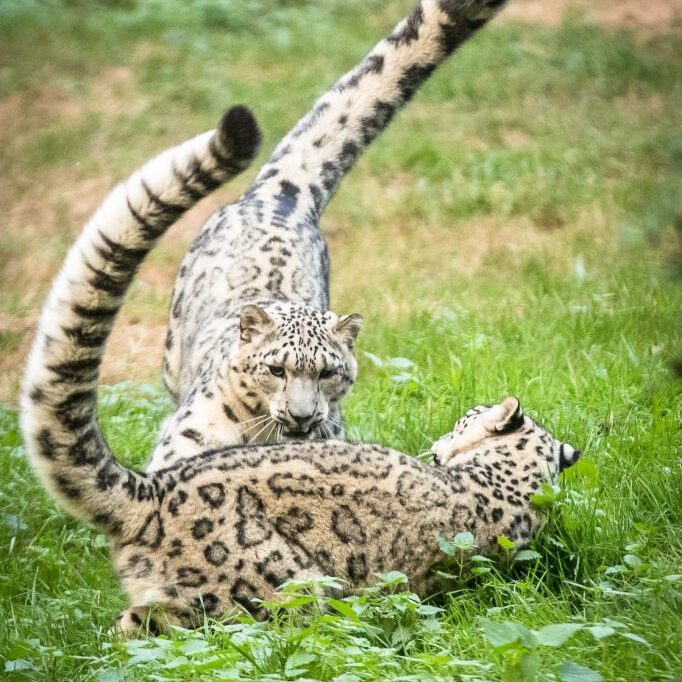 Spielende Schneeleoparde im Wildpark Lüneburger Heide
