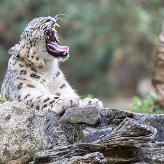 Brüllender Schneeleopard im Wildpark Lüneburger Heide