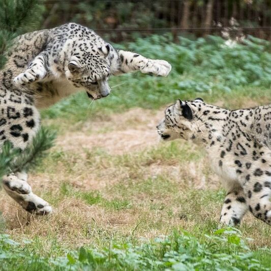 Tobende Schneeleoparde im Wildpark Lüneburger Heide