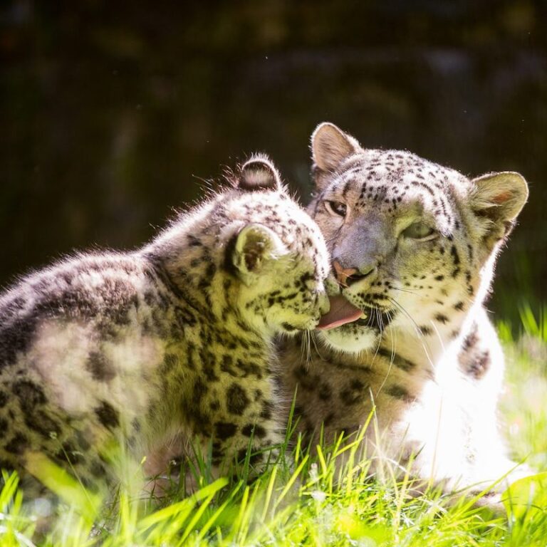 Schneeleopard mit Jungem im Wildpark Lüneburger Heide