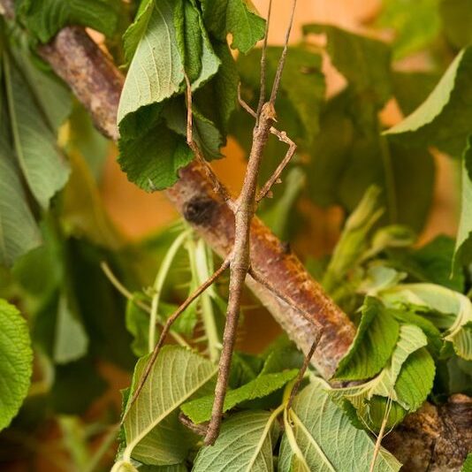 Nahaufnahme einer Stabschrecke im Wildpark Lüneburger Heide