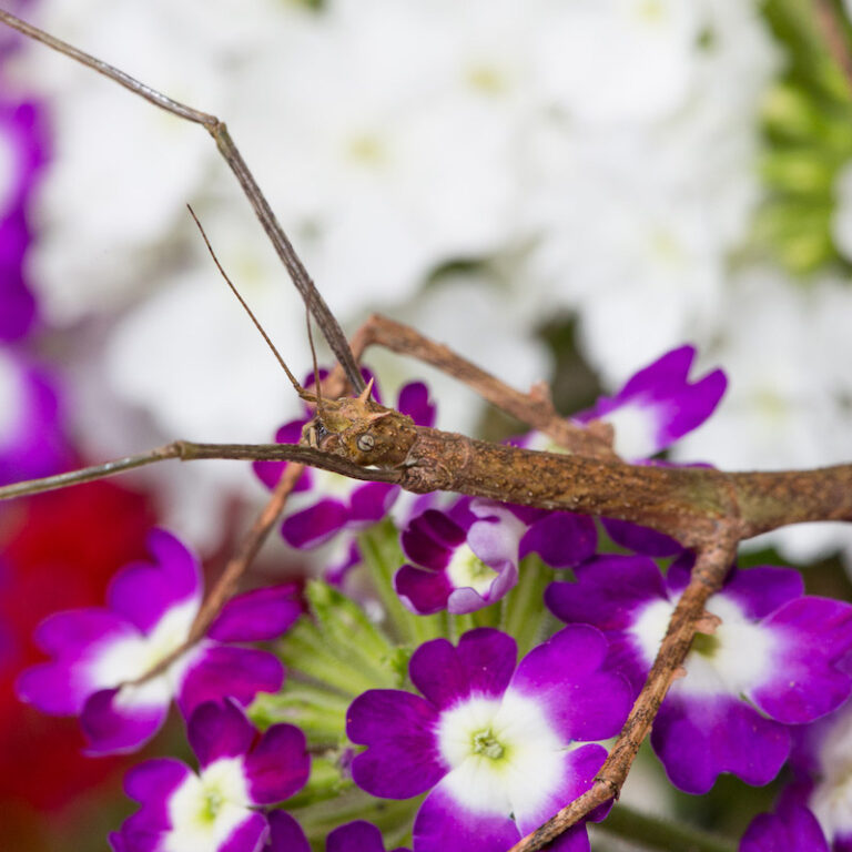 Stabschrecke auf violetten Blüten im Wildpark Lüneburger Heide