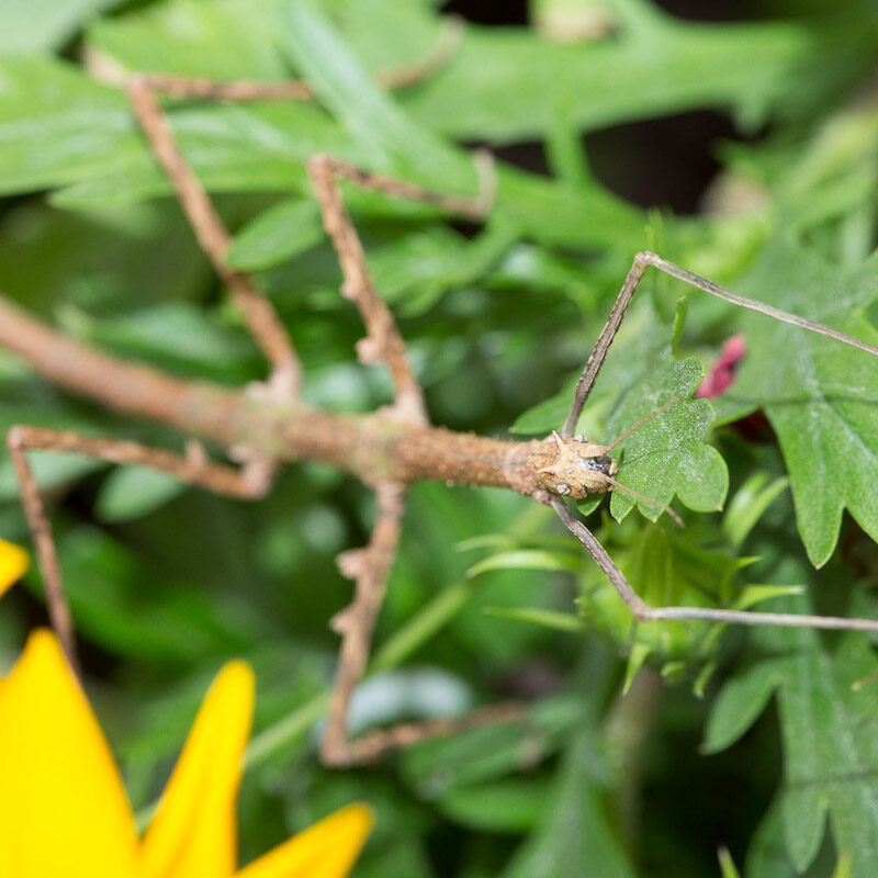 Stabschrecke vor Blüten und Blättern im Wildpark Lüneburger Heide