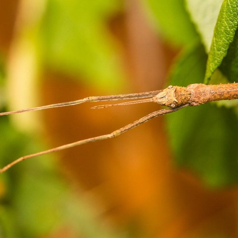 Stabschrecke im Wildpark Lüneburger Heide