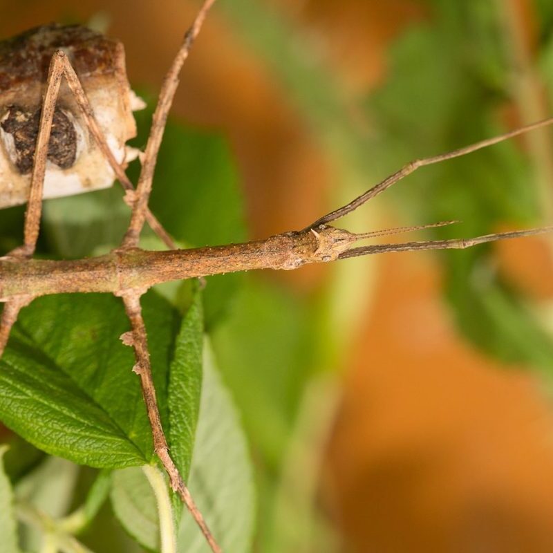 Stabschrecke auf Ast im Wildpark Lüneburger Heide