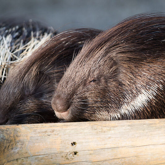 Zwei liegende Stachelschweine im Wildpark Lüneburger Heide