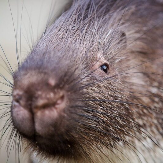 Nahaufnahme des Kopfes eines Stachelschweins im Wildpark Lüneburger Heide