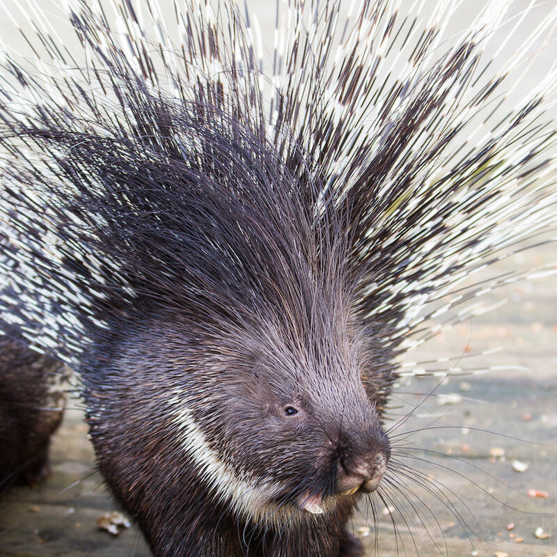 Stachelschwein im Wildpark Lüneburger Heide