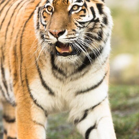 Sibirischer Tiger im Wildpark Lüneburger Heide
