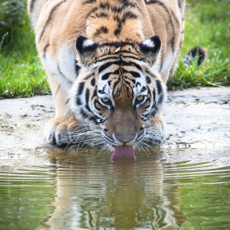 Trinkender Sibirischer Tiger im Wildpark Lüneburger Heide