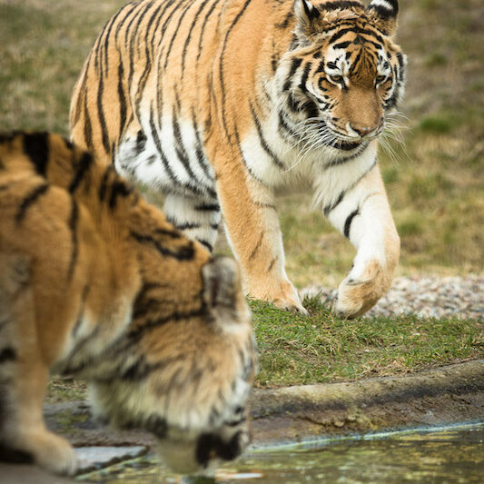 Zwei Sibirische Tiger im Wildpark Lüneburger Heide