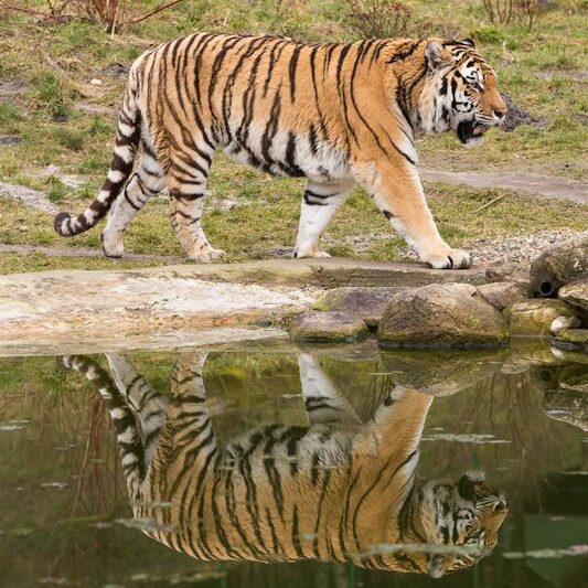 Sibirischer Tiger im Wildpark Lüneburger Heide am Wasser