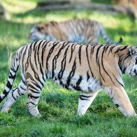 Sibirische Tiger in ihrem Gehege im Wildpark Lüneburger Heide
