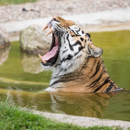 Gähnender Sibirischer Tiger im Wildpark Lüneburger Heide