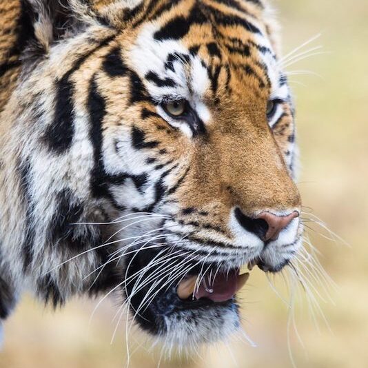 Nahaufnahme des Kopfes eines Sibirischen Tigers im Wildpark Lüneburger Heide
