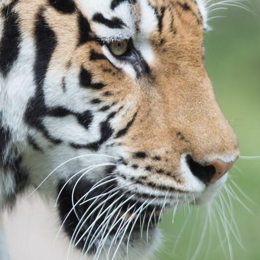 Nahaufnahme des Kopfes eines Sibirischen Tigers im Wildpark Lüneburger Heide