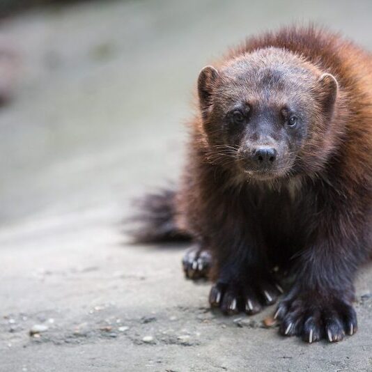 Nahaufnahme eines Vielfraß im Wildpark Lüneburger Heide