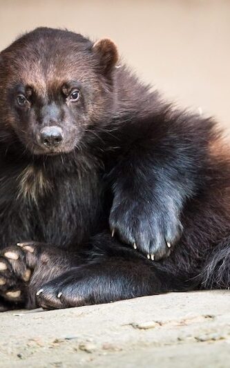Sitzendes Vielfraß im Wildpark Lüneburger Heide
