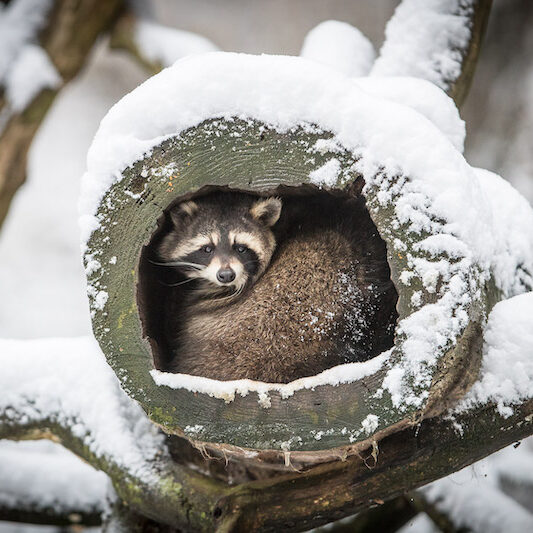 Waschbär in seiner Höhle im Wildpark Lüneburger Heide im Winter