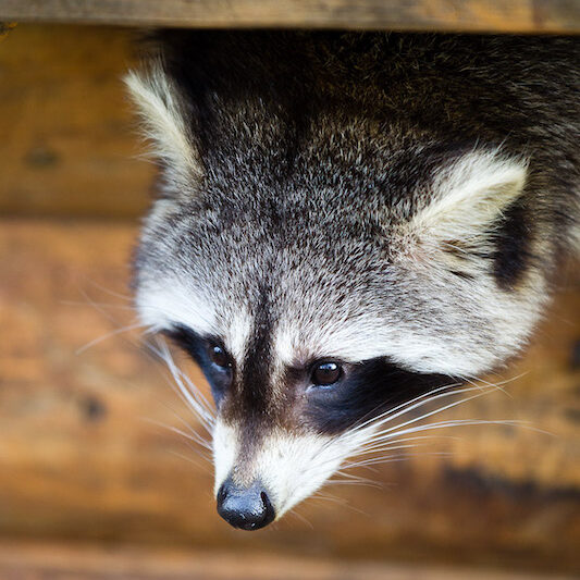 Waschbär im Wildpark Lüneburger Heide schaut aus seinem Versteck