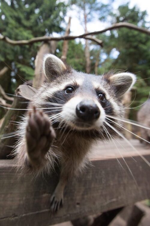 Waschbär im Wildpark Lüneburger Heide hebt die Tatze