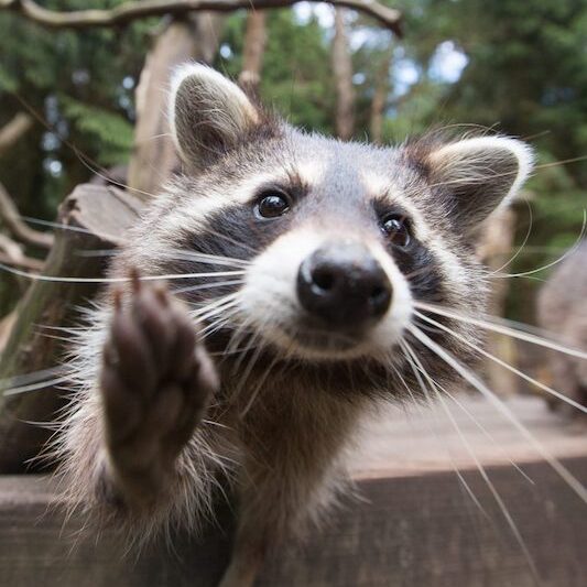 Waschbär im Wildpark Lüneburger Heide hebt die Tatze