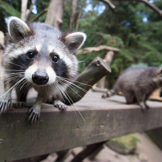 Frontalaufnahme eines Waschbären im Wildpark Lüneburger Heide