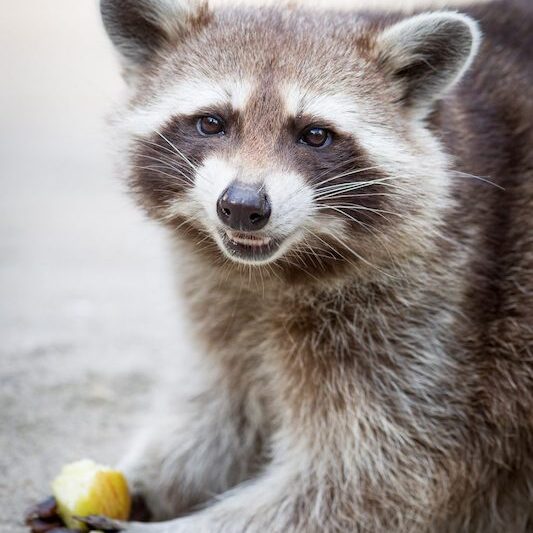 Essender Waschbär im Wildpark Lüneburger Heide