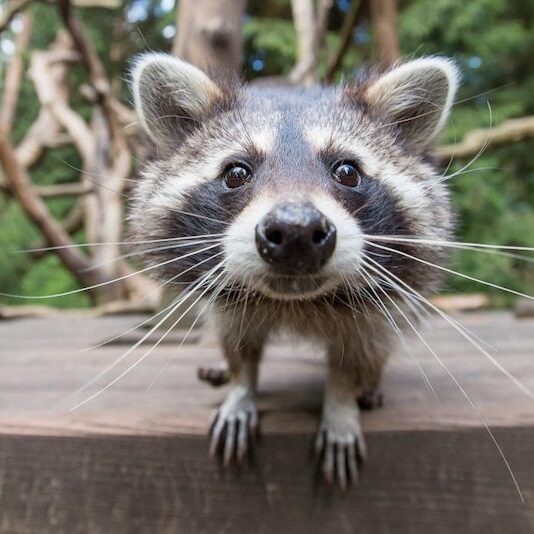 Waschbär im Wildpark Lüneburger Heide schaut direkt in die Kamera